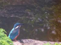 Waiting by the fish pond...
