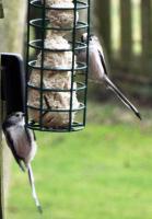 Long tailed tits enjoying Twootz fat balls