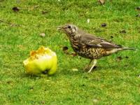 Thrush eating my windfalls