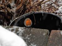 Robin braving  the snow