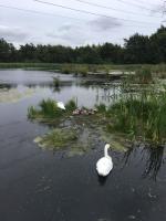 Family of swans, mum dad and cygnets taken i Scottish Highlands