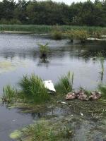 Mum swan protecting her gorgeous cygnets ,Scotland