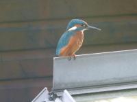 Perched on the greenhouse ridge.