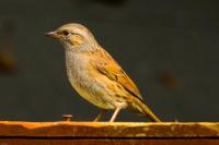 I am fortunate enough to have a family of Dunnocks in my garden.
  Obviously related to the quality of food I feed them?  lol