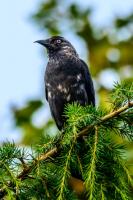 The Jackdaws are always around @ feeding time.They too enjoy food from the feeders.Especially the peanuts!
