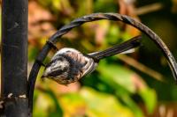The Long Tailed Tits are never too sure how to approach the feeders?