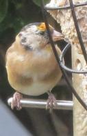 Can anyone tell me what this bird is please? 
It is slightly larger than a robin. I took this picture about three weeks ago,(end of September 20/17,I have never seen it again.