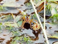 Raft spider after shedding her skin