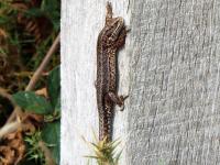 Sun bathing Lizard