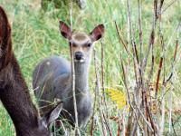 Deer @ Arne