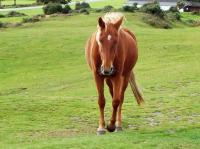 New forest pony