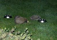 We do like Twootz suet pellets