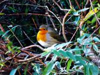 Just had his dinner of Robin food