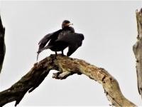 Shag @ Clumber park