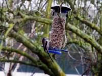 Long tailed tit, enjoying Twootz suet