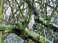 sparrowhawk