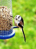 Long tailed tit loves twootz suet