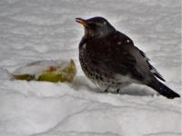 Fieldfare in snow