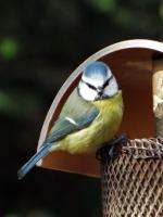 Bluetit