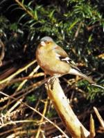 chaffinch