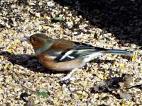 chaffinch