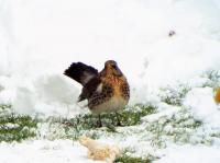 fieldfare