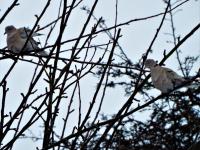 collared doves