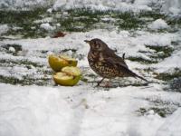 song thrush