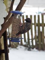 starling loving Twootz suet pellets