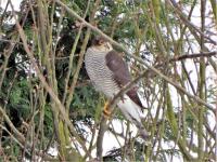 sparrow hawk