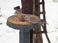 collared doves enjoying a mixture of Twootz straights