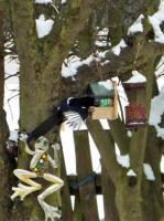 Magpie trying to eat utterly peanut butterly