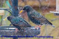 My Starlings just love Suet Pellets
