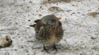 A first time visitor to our garden - a group of chattering Fieldfare birds looking for some treats in the wintery weather