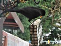 Enjoying his Fat Feast Suet Cake Treat Block for Blackbirds