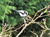 Long tailed tit