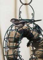 First purchase of mealworm fatballs and within an hour, they were attracting long tailed tits. These fatballs are going down a treat