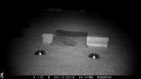 3 hedgehogs sharing Twootz roasted peanuts on our front lawn.Taken with a trail cam at 22.50hrs.