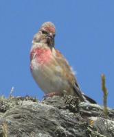 linnet rocky coast holyhead