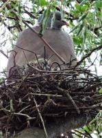 mother and baby pigeon