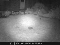 It's not only birds who like Twootz suet pellets.