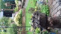 I think we can safely say the starlings love the Twootz suet pellets!!