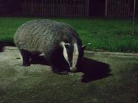 Mr Badger enjoying his evening peanuts