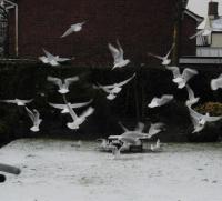 Daily flock of seagulls coming for the suet pellets - they love them but they don't leave many for the smaller birds so I have to replenish 2 to 3 times a day.