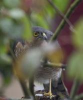 While it is great to see how many birds a few feeders can attract to your garden, it is a fact of life, that occasionally, they also attract the odd bird of prey. In this case a sparrow hawk.