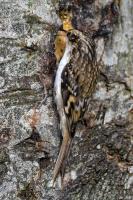Even the Treecreeper loves the Peanut Buttery Mix.