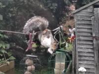 We'd hoped that by placing our bird feeders high on a washing line, they'd be secure from our squirrels. 

Tell that to super-squirrel here. He did a massive jump to the washing line, and then worked on opening the feeder to get the seeds inside.