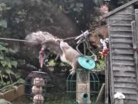 We'd hoped that by placing our bird feeders high on a washing line, they'd be secure from our squirrels. 

Tell that to super-squirrel here. He did a massive jump to the washing line, and then worked on opening the feeder to get the seeds inside.