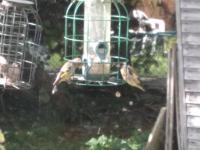 Goldfinches love sunflower seeds. 

Starlings make our fat balls go in no time, but the gold finches are shy and pretty.