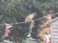 After using sunflower seeds we got a new variety of birds - goldfinches, blue tits, great tits and the occasional nuthatch. 

Starlings make our fat balls go in no time, but the gold finches and nuthatch are shy and pretty.